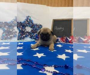 Medium Pug
