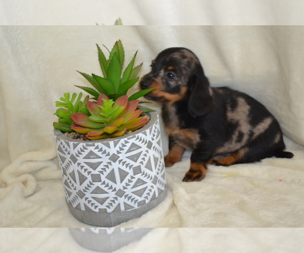 Medium Photo #6 Dachshund Puppy For Sale in GREENWOOD, WI, USA