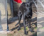 Small #4 Labrador Retriever Mix