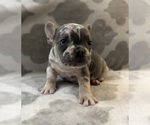 Small French Bulldog