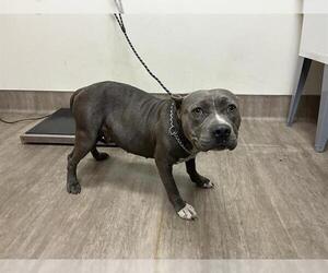 Mutt Dogs for adoption in Pasadena, CA, USA