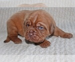 Small Photo #5 Dogue de Bordeaux Puppy For Sale in ANDOVER, CT, USA