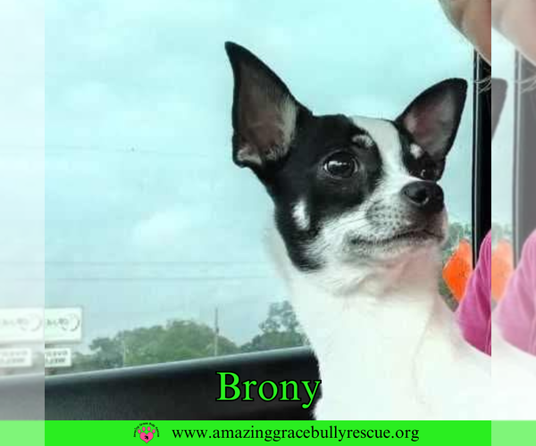 Medium Photo #2 Chihuahua-Unknown Mix Puppy For Sale in Pensacola, FL, USA