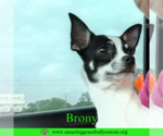 Small #1 Chihuahua Mix