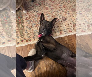 Flash - Female American Pit Bull Terrier-Siberian Husky Mix Dog for Adoption - Photo #4
