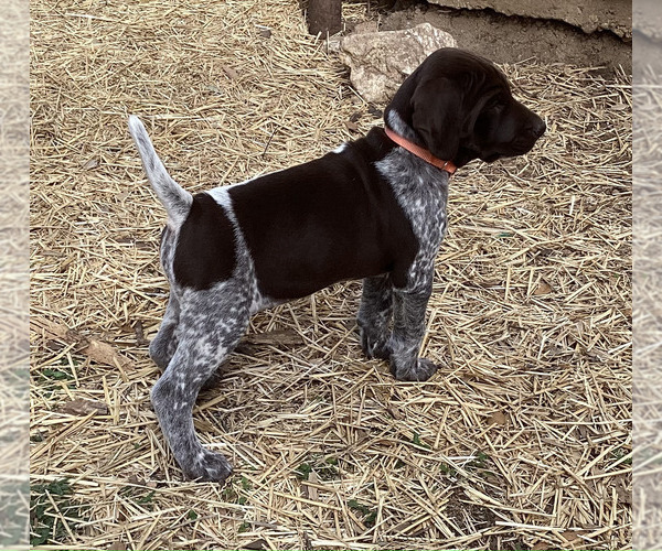 Medium Photo #6 German Shorthaired Pointer Puppy For Sale in DRIPPING SPRINGS, TX, USA