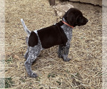Small #5 German Shorthaired Pointer