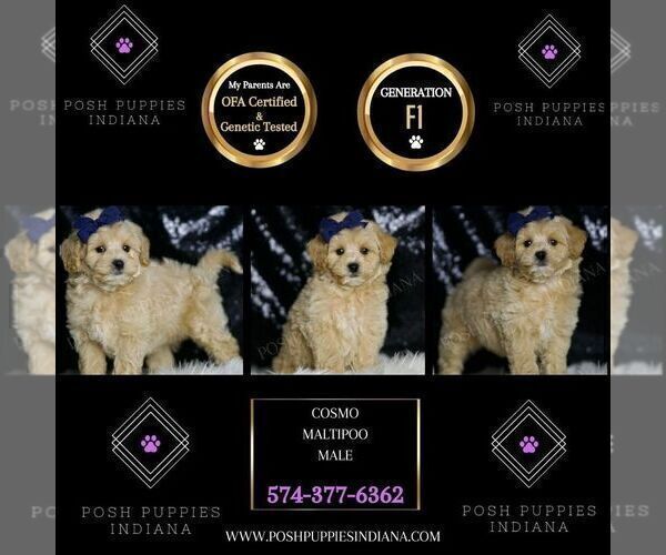 Medium Photo #88 Maltipoo (Miniature) Puppy For Sale in WARSAW, IN, USA