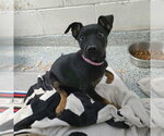Small Doberman Pinscher