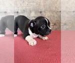 Small #7 Boston Terrier