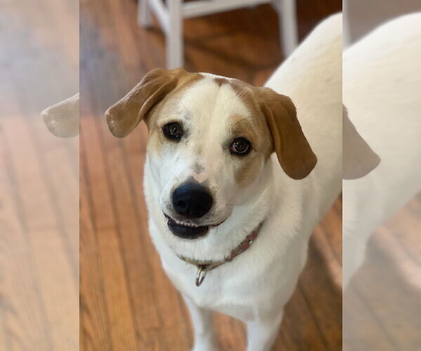 Medium Photo #40 Great Pyrenees-Unknown Mix Puppy For Sale in Mount Laurel, NJ, USA