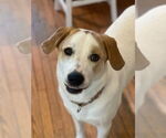 Small #39 Great Pyrenees Mix