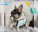 Small Photo #5 French Bulldog Puppy For Sale in GREENVILLE, TX, USA