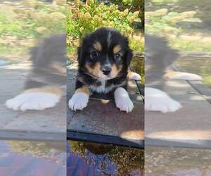 Miniature Australian Shepherd Puppy for sale in LEICESTER, NC, USA