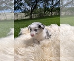 Small #7 Australian Shepherd