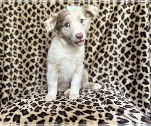 Brittany Puppy for sale in LAKELAND, FL, USA