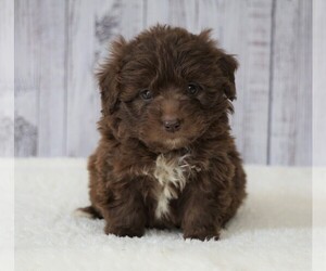 Newfoundland-Poodle (Miniature) Mix Puppy for sale in FREDERICKSBG, OH, USA