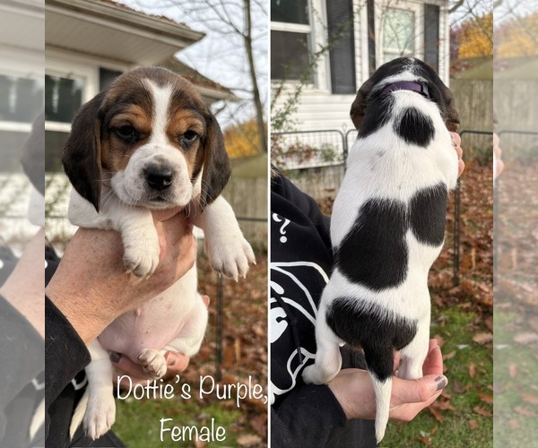 Medium Photo #2 Beagle Puppy For Sale in BROWNSVILLE, OR, USA