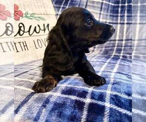 Dachshund Puppy for Sale in AIKEN, South Carolina USA