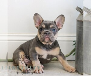 French Bulldog Puppy for sale in EPHRATA, PA, USA