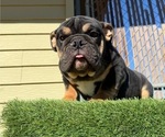 Small #2 English Bulldog