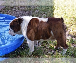 Bulldog Puppy for sale in MESQUITE, TX, USA