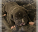 Small Photo #2 American Pit Bull Terrier Puppy For Sale in MOORESBURG, TN, USA