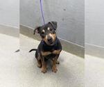 Small Doberman Pinscher Mix