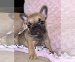 Small Photo #1 French Bulldog Puppy For Sale in LAKE HAVASU CITY, AZ, USA