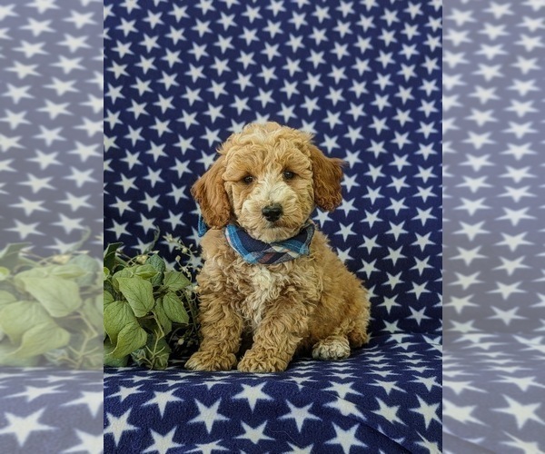 Medium Photo #1 Poodle (Miniature) Puppy For Sale in KINZERS, PA, USA