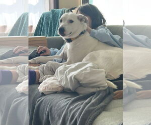 Labrador Retriever-Unknown Mix Dogs for adoption in Germantown, OH, USA