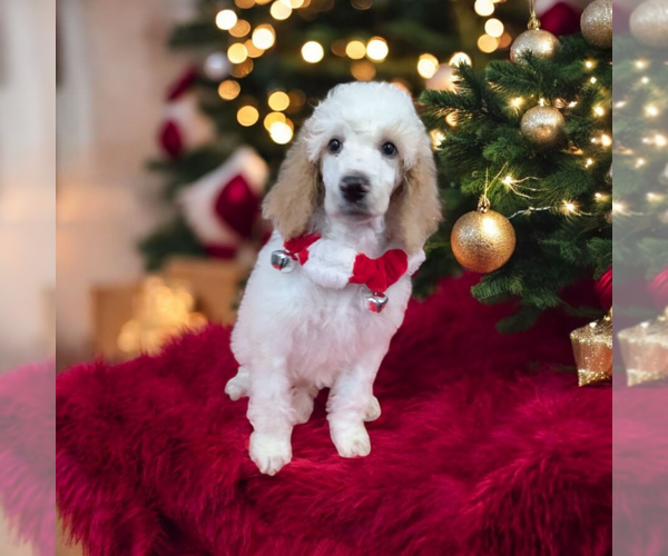 Medium Photo #1 Poodle (Standard) Puppy For Sale in Vail, AZ, USA