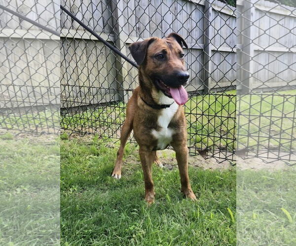 Medium Photo #6 Mutt Puppy For Sale in Westminster, MD, USA