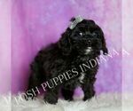 Small #2 Cavapoo (Miniature)