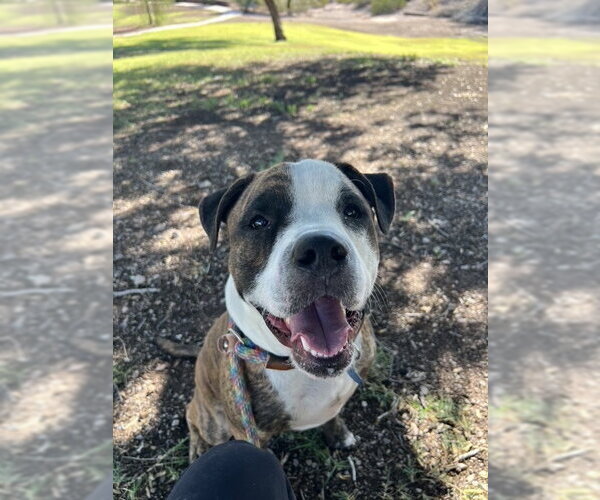 Medium Photo #5 American Bulldog-American Staffordshire Terrier Mix Puppy For Sale in phoenix, AZ, USA