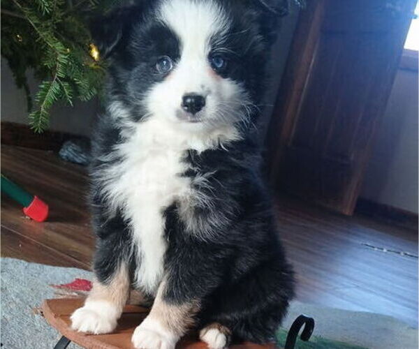 Medium Photo #1 Miniature Australian Shepherd Puppy For Sale in MILTON, WI, USA