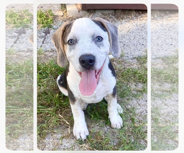 Medium Photo #7 Mutt Puppy For Sale in Holly Springs, NC, USA