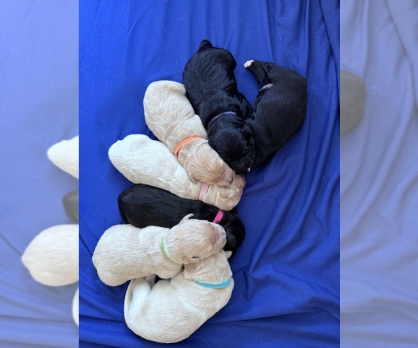 Medium Photo #33 Goldendoodle Puppy For Sale in MATTHEWS, NC, USA