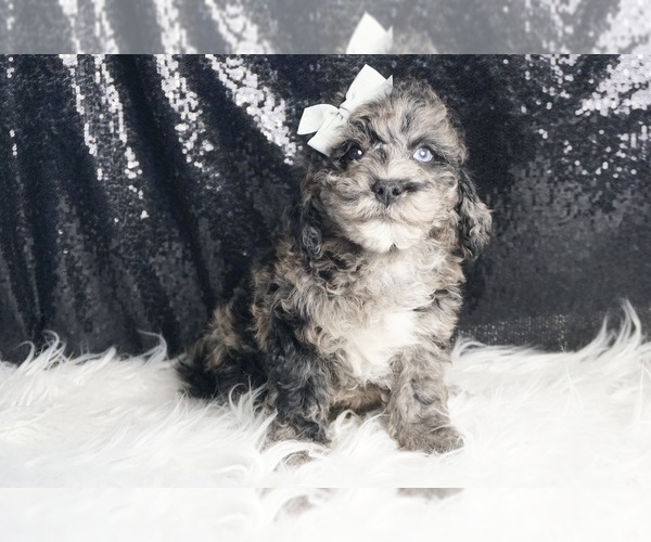 Medium Photo #85 Goldendoodle (Miniature) Puppy For Sale in WARSAW, IN, USA