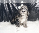Small #4 Goldendoodle (Miniature)