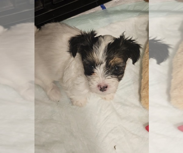 Medium Photo #3 Mal-Shi Puppy For Sale in LITHIA, FL, USA