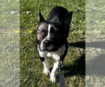 Small #1 American Staffordshire Terrier-Boston Terrier Mix