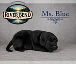 Puppy Ms Blue Labrador Retriever