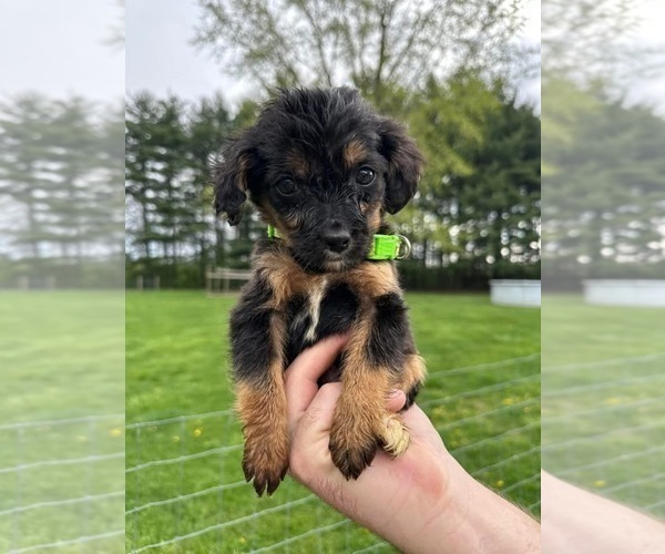 Medium Photo #1 Miniature Bernedoodle Puppy For Sale in GERMANTOWN, OH, USA