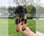 Puppy Bella Miniature Bernedoodle