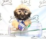 Small Photo #21 Maltipoo Puppy For Sale in LAS VEGAS, NV, USA