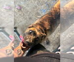 Small #2 Labrador Retriever Mix