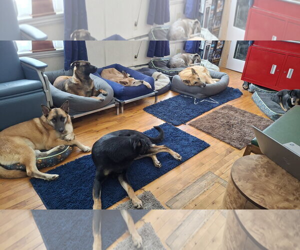 Medium Photo #22 German Shepherd Dog-Unknown Mix Puppy For Sale in Sebec, ME, USA