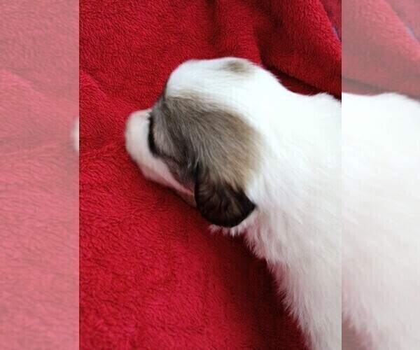 Medium Photo #4 Great Pyrenees Puppy For Sale in BANCROFT, WI, USA