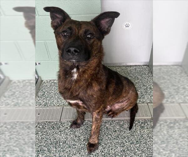 Medium Photo #1 Dutch Shepherd -Unknown Mix Puppy For Sale in Salisbury, NC, USA